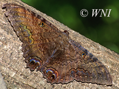 Black Witch (Ascalapha odorata) 